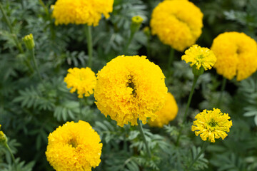 Yellow marigold flower in garden