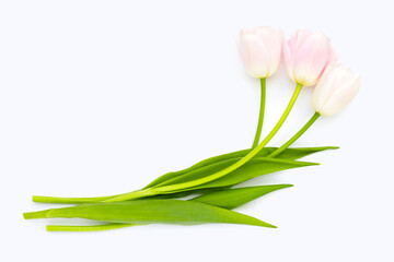 White pink tulips on white background.