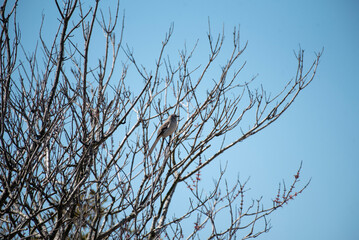 Northern Mockingbird