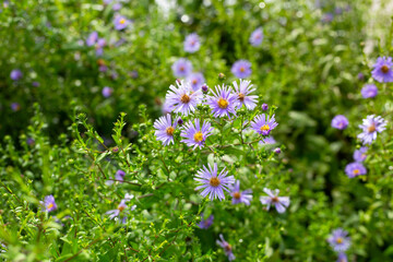 Beautiful violet flowers of Symphyotrichum dumosum