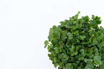 Kale sprouts on white background.