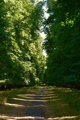 Path in the park under lime trees in the summer, West Midlands, England, UK