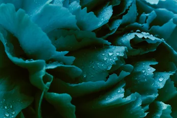 Blue Flower with Droplets  © Renee