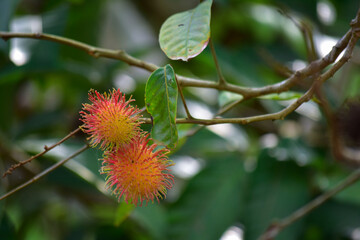 rambutan, fruit, berry, red, raspberry, leaf, strawberry, garden, tree, sweet, berries,