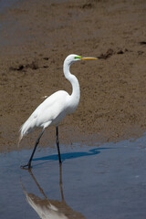 Great Egret