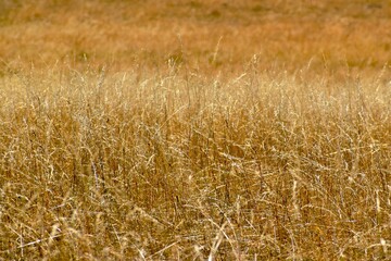Closeup of dry grass, West Midlands, England, UK