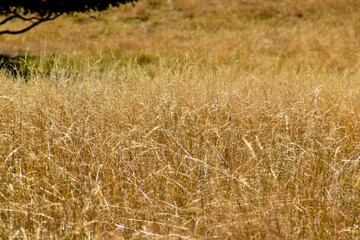 Closeup of dry grass, West Midlands, England, UK