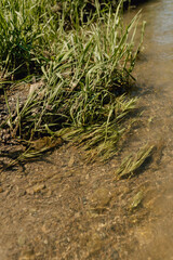 aquatic plants in stream on sunny day
