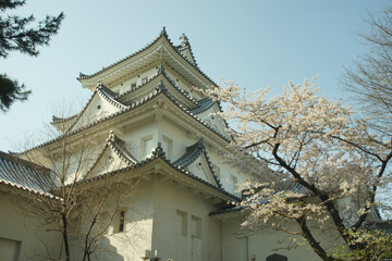 Naklejka premium 桜咲く春の大垣城