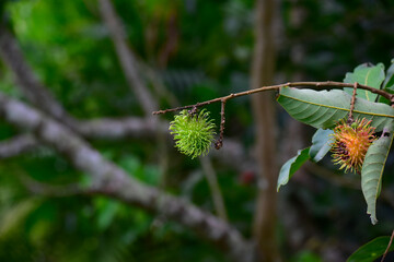 red rambutan fruit Ripe rambutan on the tree