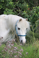 White Pony