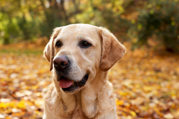 Cute Labrador Retriever dog in sunny autumn park, closeup