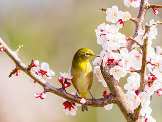 白梅の花とメジロ