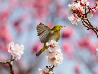 白梅の花から飛び出すメジロ