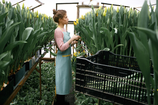 Side view of young attractive Caucasian woman with hair bun cutting beautiful yellow tulips in hothouse  