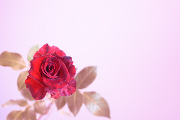 Fototapeta na wymiar Red rose flower on natural light background.