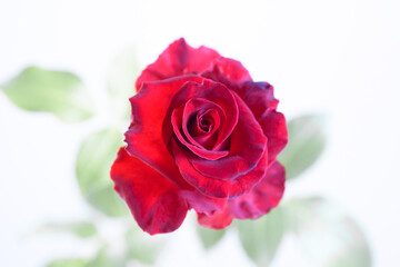 Red rose flower on natural light background.