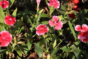 Dianthus pink flowers in the garden