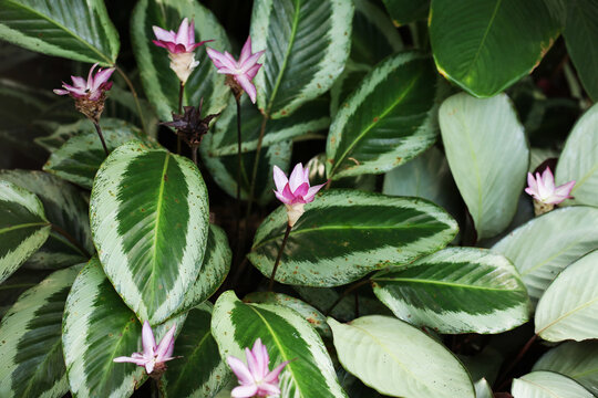 Prayer plant or Calathea with blooming flowers