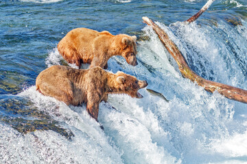 Brown bear with mouth open waiting for salmon to jump into the mouth at Brooks falls, Katmai National Park, Alaska