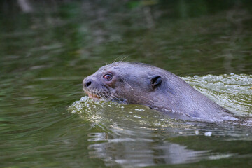 Fototapeta premium Close-up of Giant Otter Swimming in Green Water