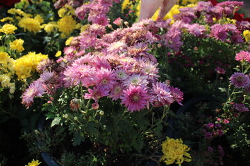 Chrysanthemum ×grandiflorum