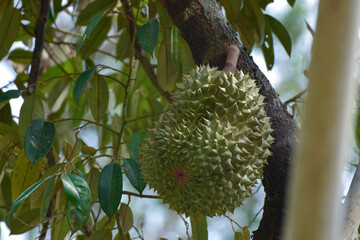 Durian is a durian on the tree.