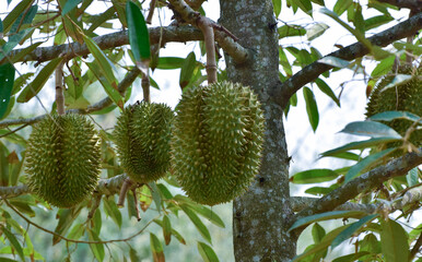 Durian is a durian on the tree.
