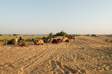 Fototapeta na wymiar Dromedary, dromedary camel, Arabian camel, or one-humped camels are used for camel riding, adventure sport. Thar desert, Rajasthan, India.