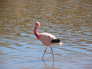 flamingo in the water