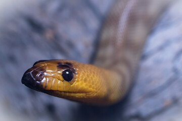 Close up of Australian Woma Python