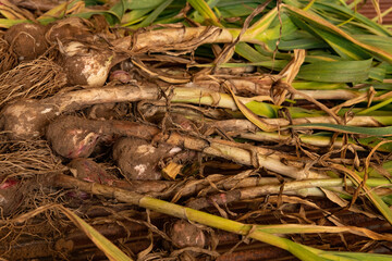 Freshly harvested garlic which still has earth on the roots, bulbs and stems.