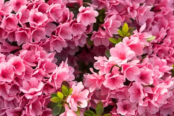 Fototapeten ツツジの花の背景／フレーム　Pink azalea flowers frame background © wooooooojpn