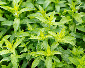 Close up of mint leaves growing on plants © A Shot of Bliss