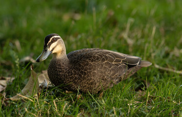 Pacific black duck on grass