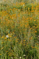 tall grass prairie and oak savannah plants