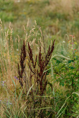 tall grass prairie and oak savannah plants