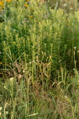 tall grass prairie and oak savannah plants