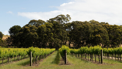 Rows of grapevines in a vineyard