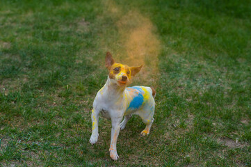 Dog jack russell terrier stained in holi colors jumps on a green lawn. 