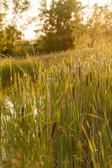 tall grass prairie and oak savannah plants