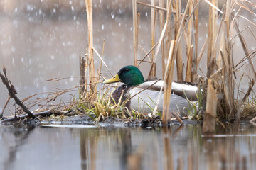Cozy Mallard Tucked into Cattails

Mallard Duck (Anas platyrhynchos) bedding down in the dried and yellowed shore line vegetation.  Snow falls heavy on the open waters in the early winter morning 