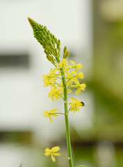 Nature, flower and bees
