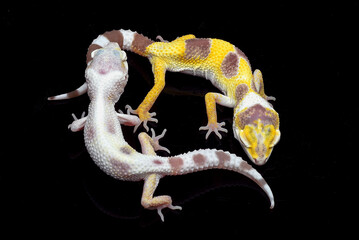 Leopard geckos in black background