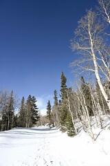 Snow day in the Rocky Mountains - Boulder County, Colorado