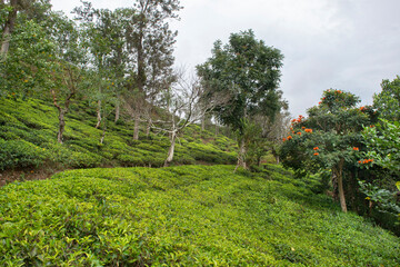 Fototapeta na wymiar Tea plantation in Nuwara Eliya, Sri Lanka.