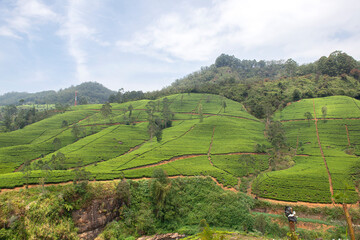 Tea plantation in Nuwara Eliya, Sri Lanka.