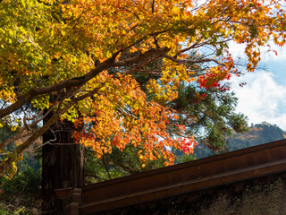 女人高野室生寺の色鮮やかな紅葉