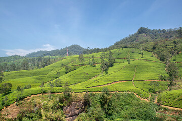 Fototapeta na wymiar Tea plantation in Nuwara Eliya, Sri Lanka.