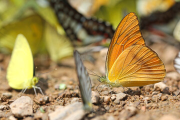 butterfly on the ground closeup